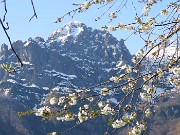 Spettacolo di fiori ai prati della Pigolotta di Valtorta-12apr24  - FOTOGALLERY